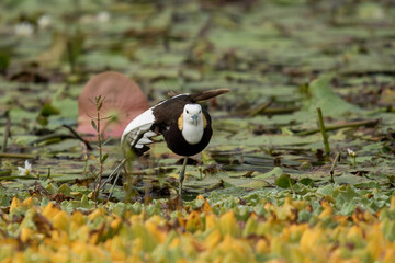 Migrated Pheasant-Tailed Jacana giving pose for photo at Lake of Kathmandu