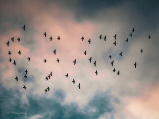 flock of birds