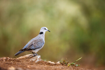 Ring-necked Dove standing on the ground isolated in natural background in Greater Kruger national park, South Africa ; Specie Streptopelia capicola family of Columbidae