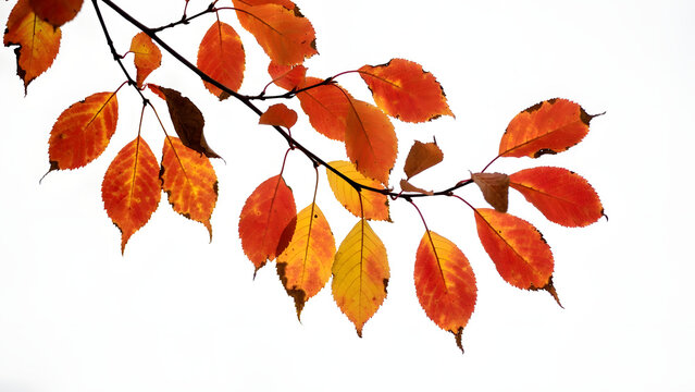 Vibrant autumn leaves glowing with warm colors, capturing nature’s beautiful transition into the fall season.