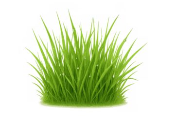 Fresh green grass tuft with morning dew drops, reflecting nature, growth, and environment on transparent background