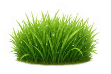 Fresh green grass tuft with water drops, a spring lawn element for nature and growth concepts
