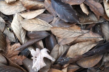 dried leaves on the ground