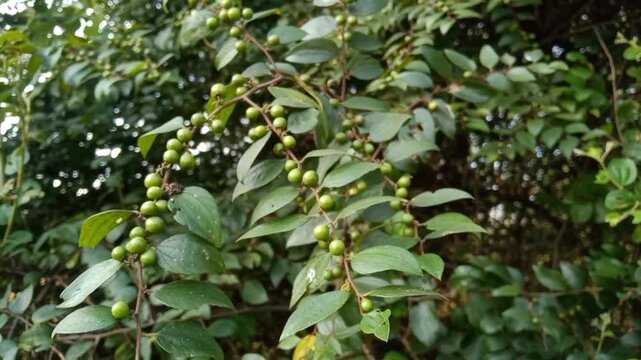 Ziziphus oenoplia, jackal jujube, Indian Jujube wild small green raw fruits 