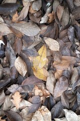 Fallen leaves on the ground in autumn, closeup of photo