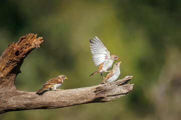 Southern Grey-headed Sparrow dueling in flight in Greater Kruger National park, South Africa ; Specie family Passer diffusus of Passeridae