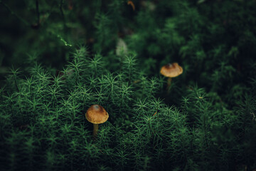 mushrooms in the forest