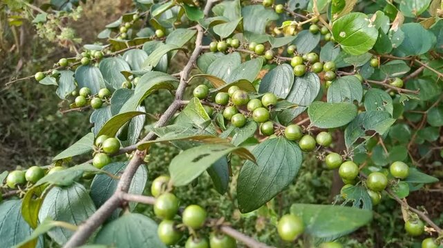 Ziziphus oenoplia, jackal jujube, Indian Jujube wild small green raw fruits 