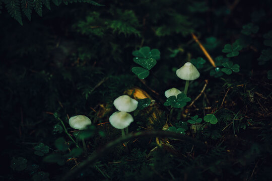 fish in the aquarium