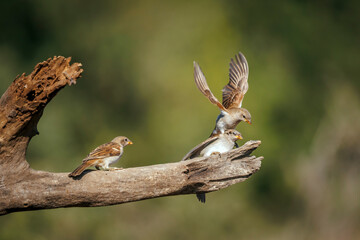 Southern Grey-headed Sparrow dueling in flight in Greater Kruger National park, South Africa ; Specie family Passer diffusus of Passeridae