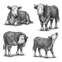 Hereford Calf Cattle in Multiple Poses Vintage Sketch Transparent Background