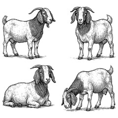 Boer Goat Poses in Vintage Engraving Style, Transparent Background