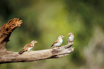 Three Southern Grey-headed Sparrow standing on a log isolated in natural background in Greater Kruger National park, South Africa ; Specie family Passer diffusus of Passeridae