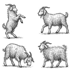 Angora Goat Sketch Set in Vintage Engraving Style Transparent Background