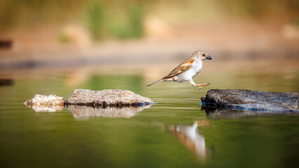 Southern Grey-headed Sparrow jumping between two stones in middle of water in Greater Kruger National park, South Africa ; Specie family Passer diffusus of Passeridae
