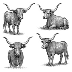 Texas Longhorn Cattle in Vintage Engraving Style, Multiple Poses, Transparent Background