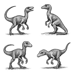 Coelophysis Dinosaur Sketch Set in Vintage Engraving Style, Transparent Background