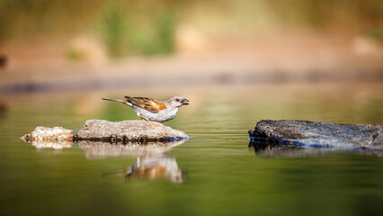 Southern Grey-headed Sparrow standing in a stone in middle of water in Greater Kruger National park, South Africa ; Specie family Passer diffusus of Passeridae
