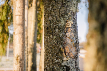 Close-up view of textured tree bark showcasing intricate patterns and natural details, surrounded by a serene outdoor environment with soft sunlight filtering through branches
