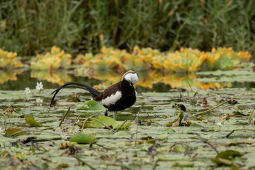 Migrated Pheasant-Tailed Jacana giving pose for photo at Lake of Kathmandu