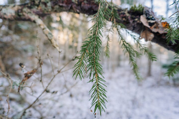 Close-up of evergreen tree branch with lush green needles, surrounded by a serene winter landscape, showcasing the beauty of nature in a tranquil forest setting