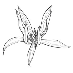 Magnolia flower drawing with line-art.
