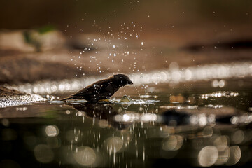 Southern Grey-headed Sparrow backlit bathing and splashing in waterhole  in Greater Kruger National park, South Africa ; Specie family Passer diffusus of Passeridae