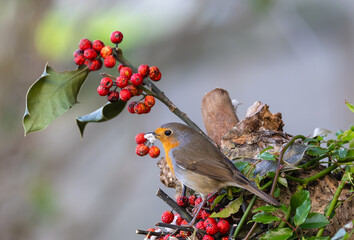 Outrageous fights and struggles for food with exceptional postures!
