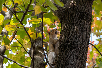 Gray squirrel carries acorn up tree in fall