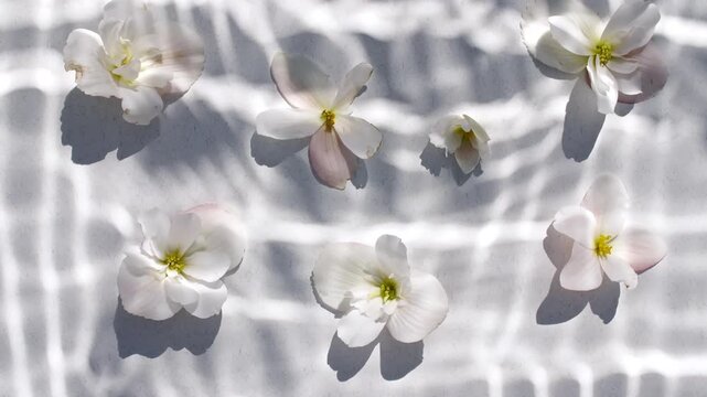 Chamomile and jasmine flowers and reflections sunlight in slow motion. Drop shadow effect with wave refraction of light. Sun and shadows. Layout for advertising goods, cosmetic products. 4k