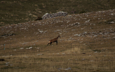 Mountain Goat 