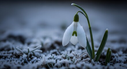 Close-up of a snowdrop flower blooming in early spring with frost on the ground and a blurred background