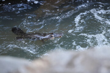 Fototapeta premium a platypus floating in a creek on the Eungella National Park , Queensland, Australia