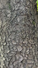 Detailed Close-up of Rough, Cracked Tree Bark Texture Background