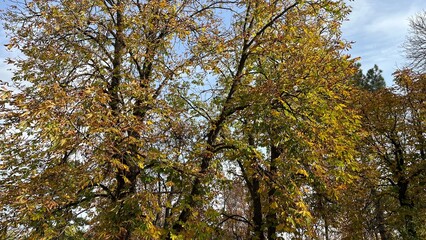 Vibrant Yellow and Green Autumn Leaves Against a Blue Sky