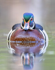 A wood duck male swimming in a local pond in spring in Ottawa, Canada
