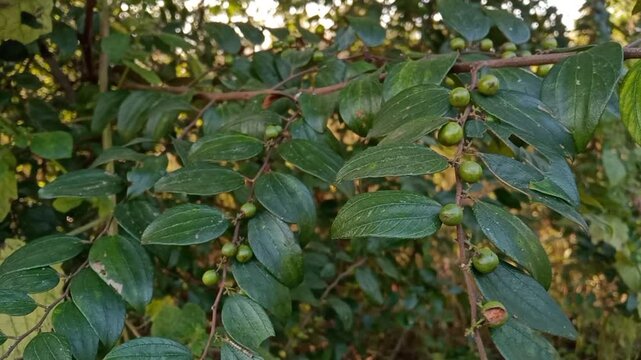 Ziziphus oenoplia, jackal jujube, Indian Jujube wild small green raw fruits 