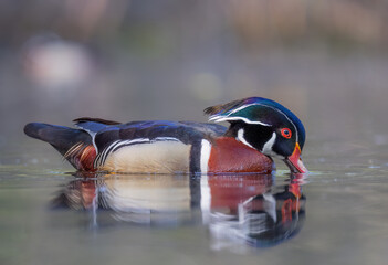 A wood duck male swimming in a local pond in spring sipping on some water in Ottawa, Canada