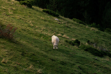 Fototapeta premium Cow's hill