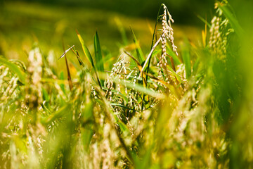 Close-up of golden rice plants growing in a field on a sunny day © enchantedsz