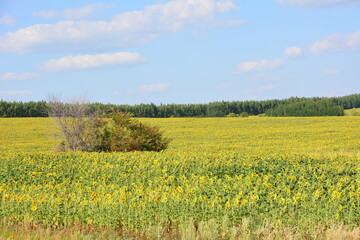 Fototapeta premium Vast Sunflower Field with a dry tree Under Blue Sky