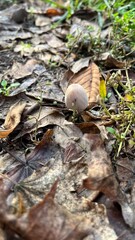 Small Wild Mushroom Growing Among Dry Autumn Leaves on the Forest Floor