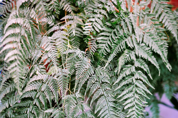 Elegant Botanical Silver Fern Plant Detail Background