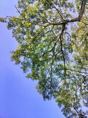 Obraz premium tree and sky