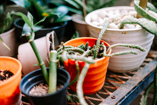 Various Potted Green Plants on a Rustic Metal Shelf