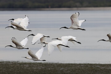 Australian white ibis (Threskiornis molucca) and spoonbills  Queensland, Australia