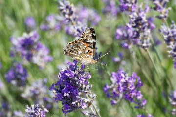 Painted Lady (Vanessa cardui) butterfly perched on lavender in Zurich, Switzerland