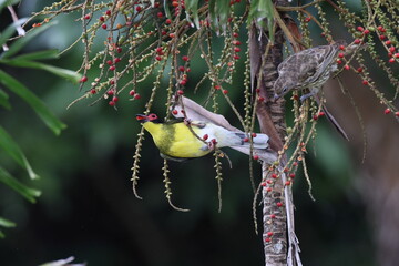 Australasian figbird (Sphecotheres vieilloti)   Queensland, Australia