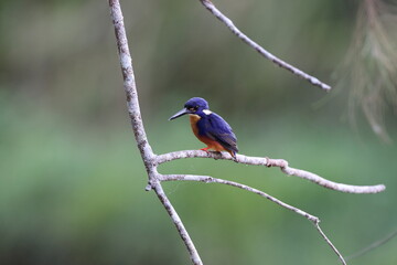 Australian Azure Kingfisher Queensland, Australia