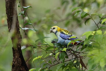  Pale-headed rosella foraging for food  Queensland, Australia